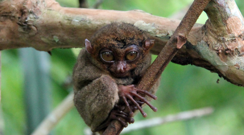 Noční skřítkové z „Pána prstenů“ na filipínském ostrově BOHOL