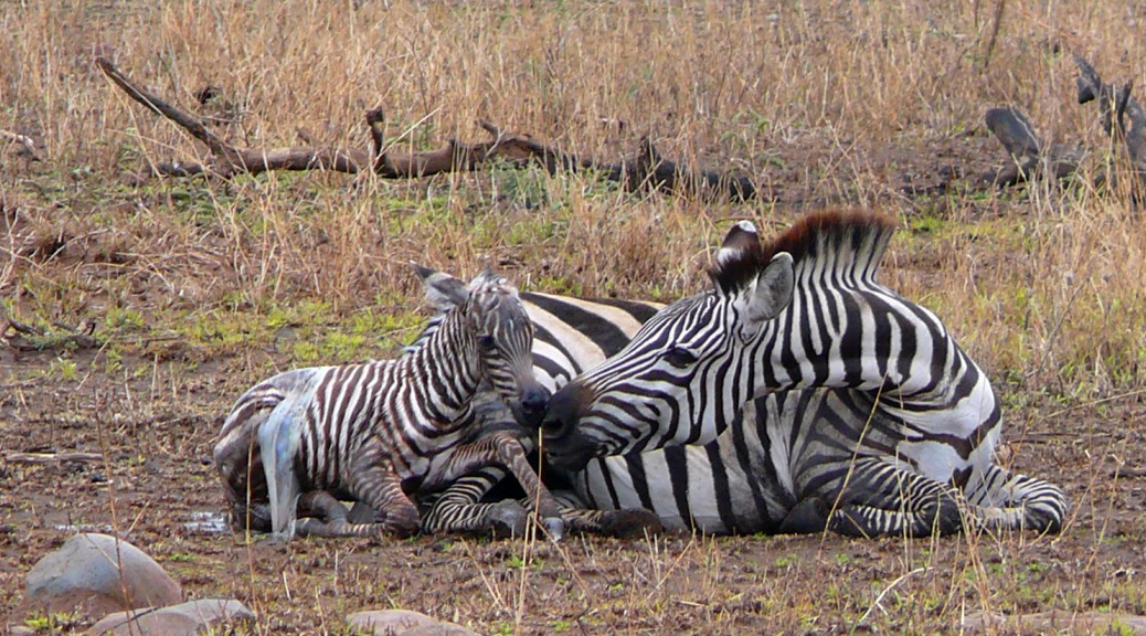 SAFARI V TANZÁNII – porod zebry v přímém přenosu!