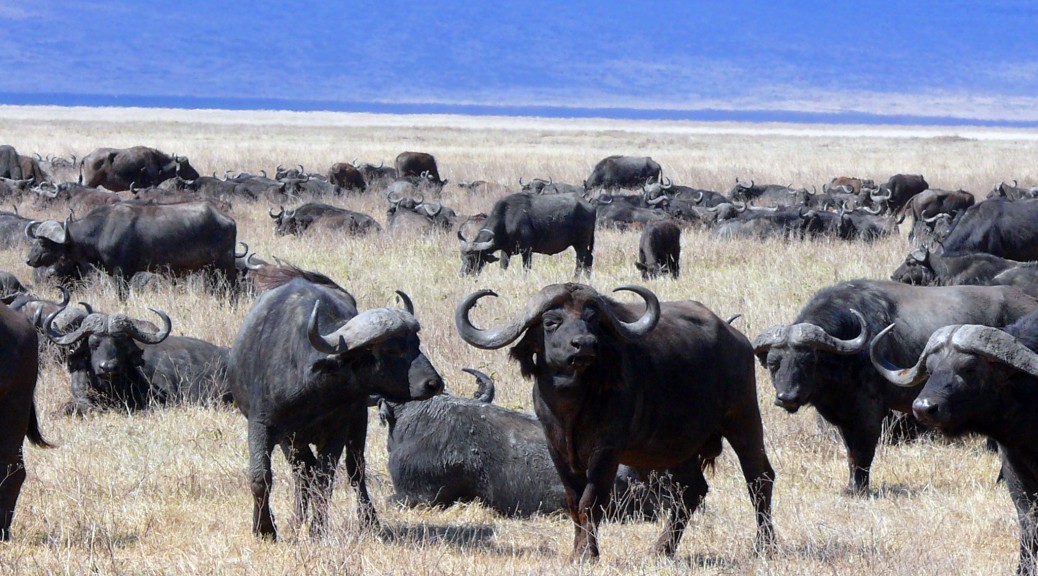 TANZÁNIE nabízí nejpestřejší safari na světě!