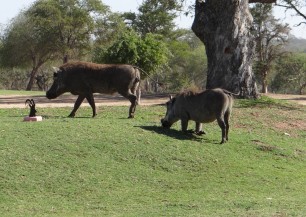 Skukuza Golf Course