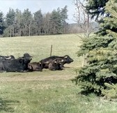 Golf Resort Františkovy Lázně | Golfové zájezdy, golfová dovolená, luxusní golf