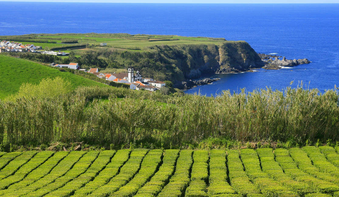 Azory - Sao Miguel - čajová plantáž