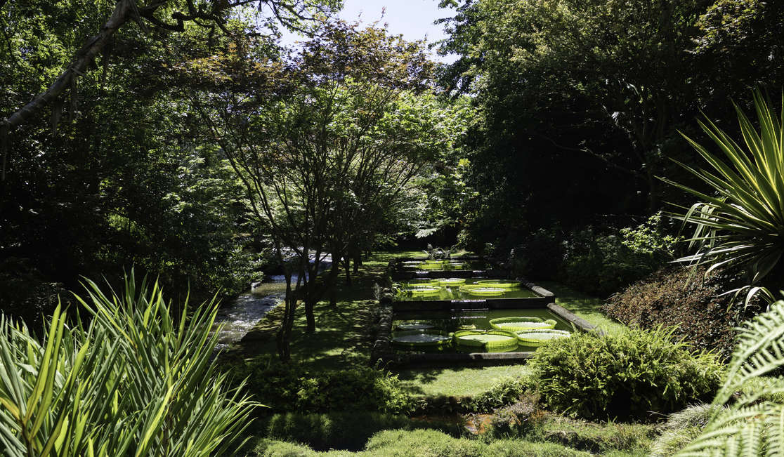 Azory - Sao Miguel - Furnas - zahrady Terra Nostra Gardens