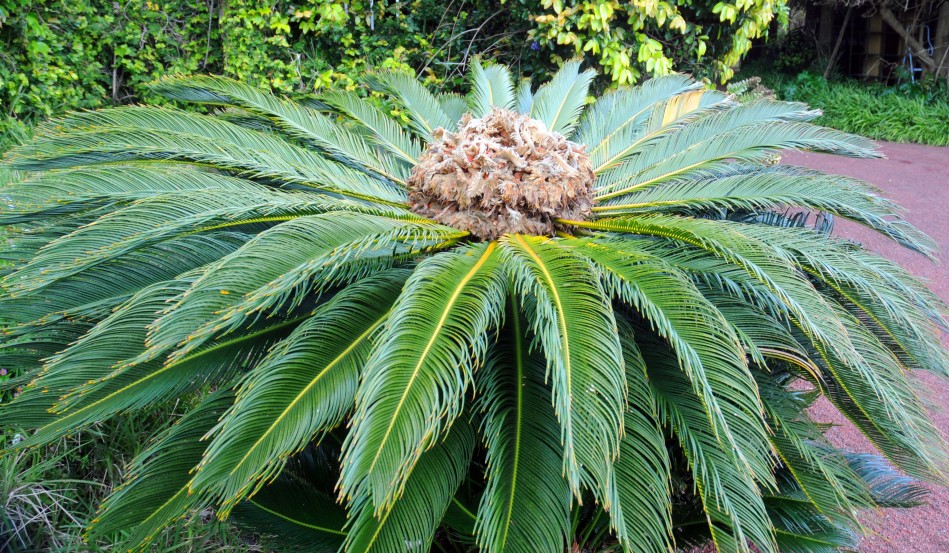 Azory - Sao Miguel - ananas
