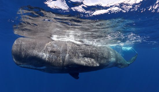 Azory - Sao Miguel - pozorování velryb