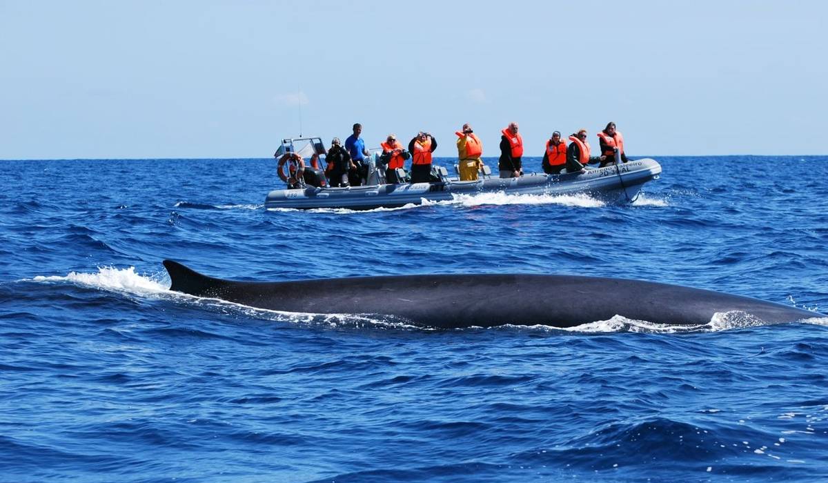 Azory - Pico - pozorování velryb