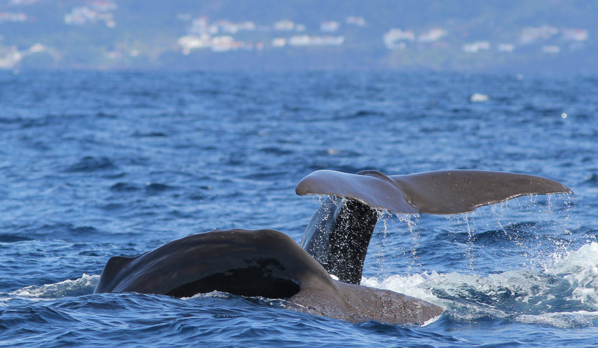 Azory - Pico - pozorování velryb
