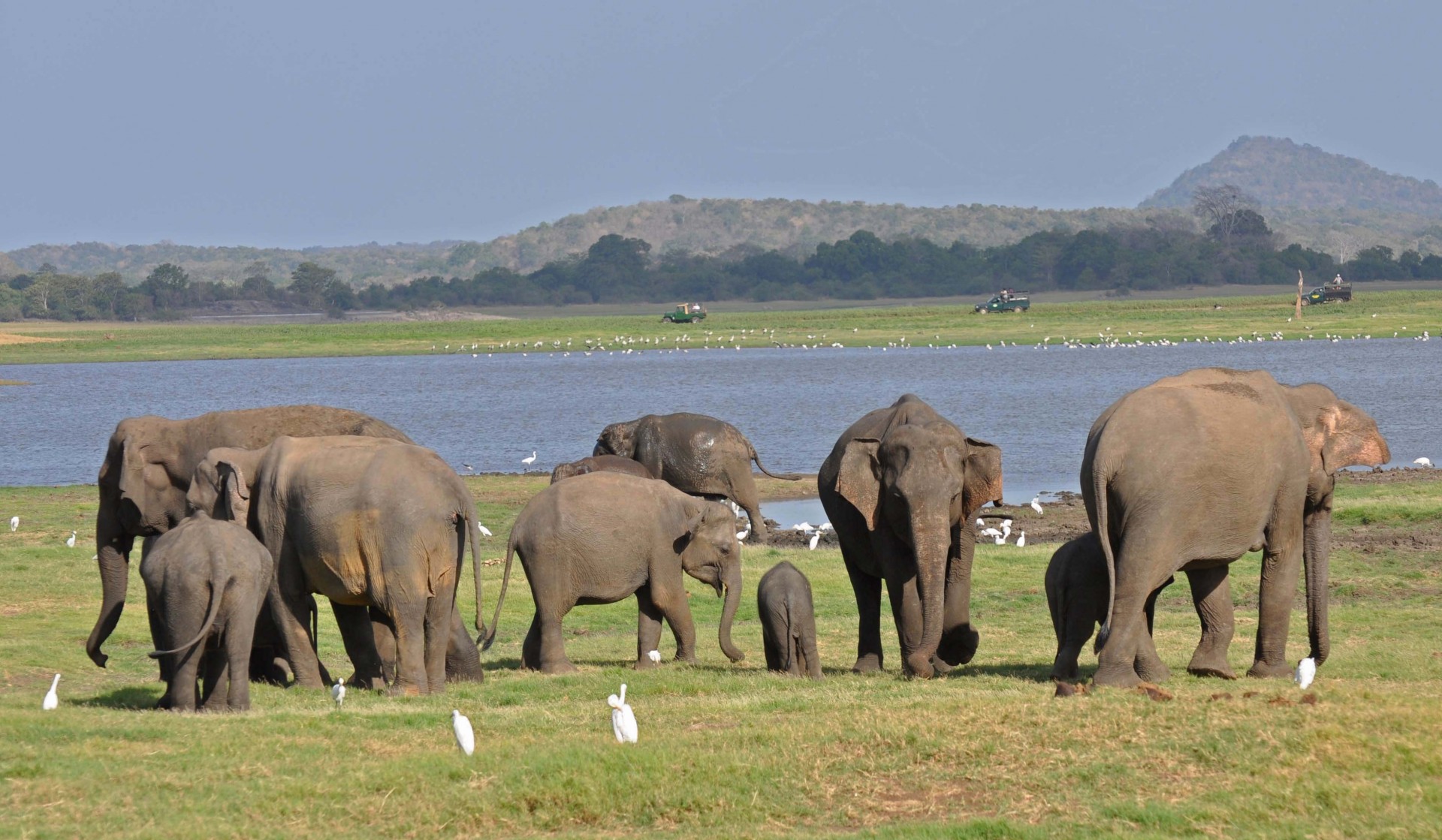 Srí Lanka - národní park Minneriya