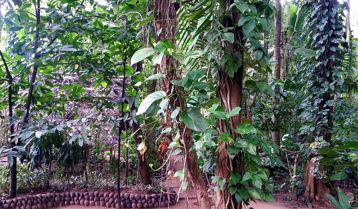 Srí Lanka - zahrada koření Matale