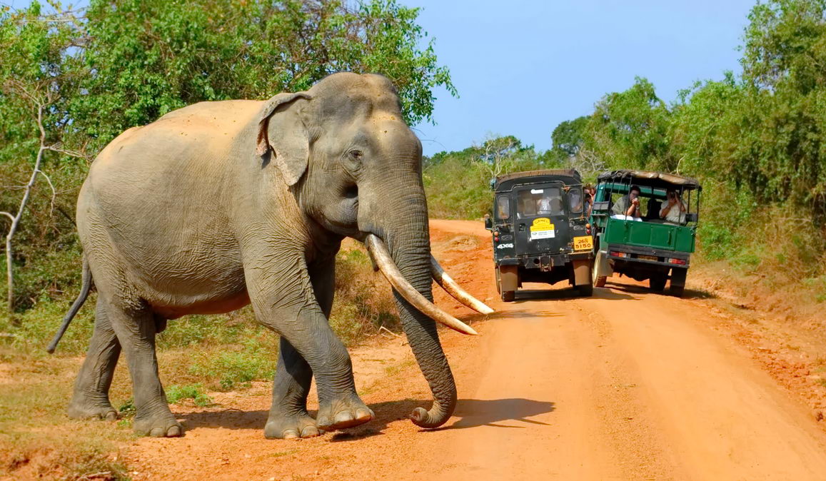 Srí Lanka - národní park Yala