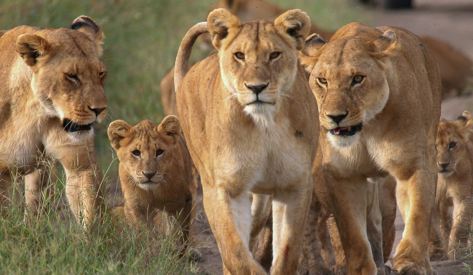 Tanzánie - park Serengeti -  Lemala Nanyukie tented camp - safari