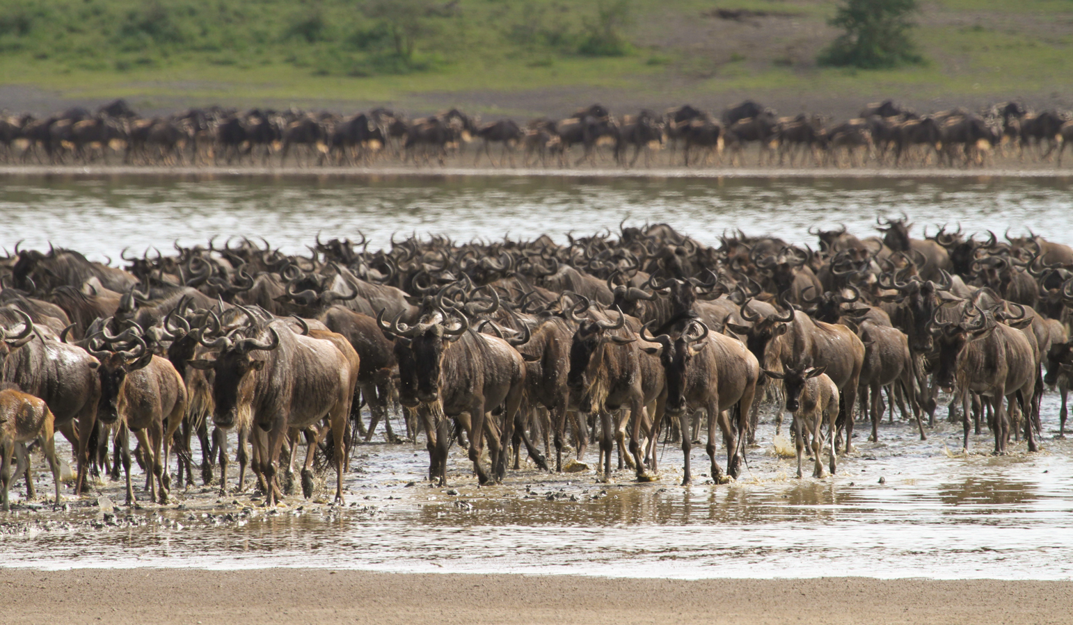 Tanzánie - park Serengeti - Lemala Ndutu Tented Camp - safari
