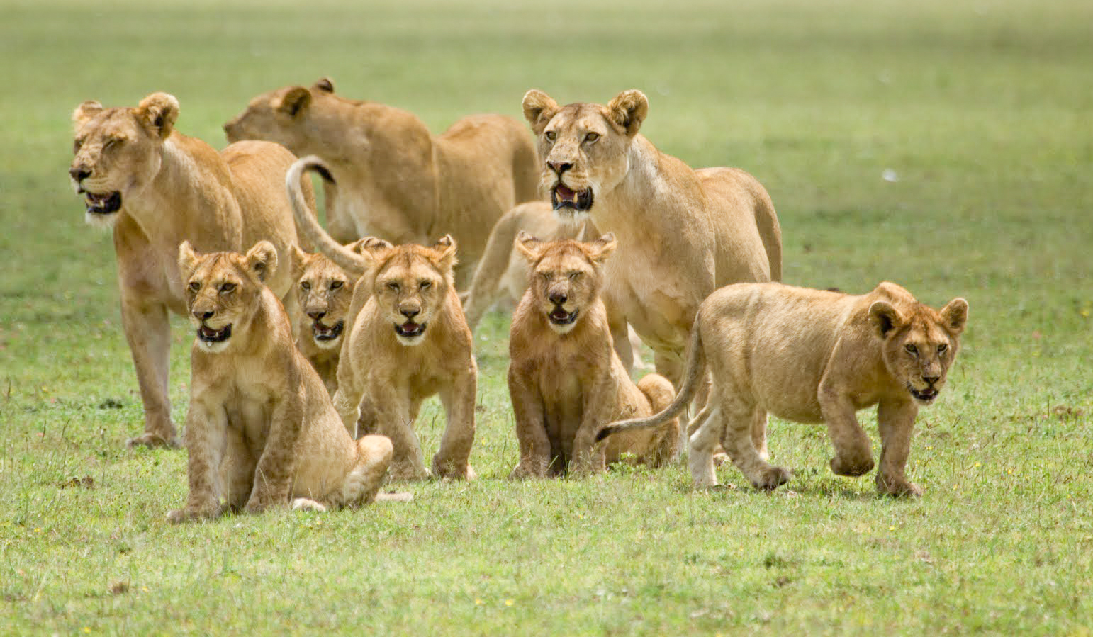 Tanzánie - park Serengeti - Lemala Ndutu Tented Camp - safari
