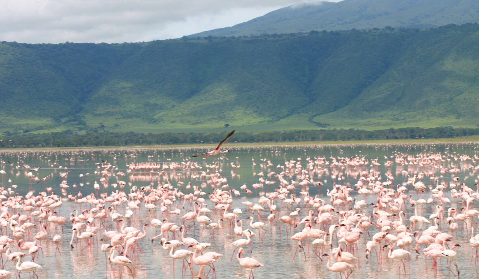 Tanzánie - park Ngorongoro - kráter Ngorongoro - safari