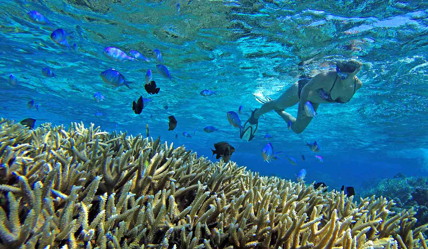 Francouzská Polynésie - ostrov Moorea - výlet se šnorchlováním