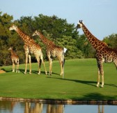 LEGEND GOLF & SAFARI RESORT - GOLF