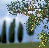 BORGO LA BAGNAIA GOLF & SPA 