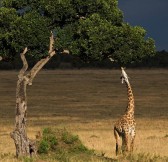 LAKE MANYARA TREE LODGE