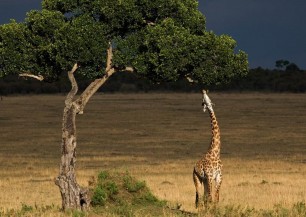 LAKE MANYARA TREE LODGE