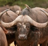 LAKE MANYARA TREE LODGE