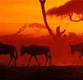 LAKE MANYARA TREE LODGE