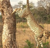 LAKE MANYARA TREE LODGE