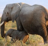 LAKE MANYARA TREE LODGE