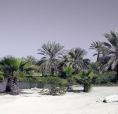 Jebel Ali Golf9