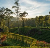 CEYLON TEA TRAILS