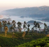 CEYLON TEA TRAILS