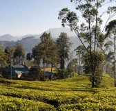 CEYLON TEA TRAILS