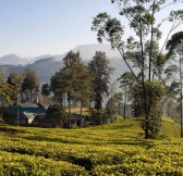 CEYLON TEA TRAILS