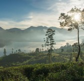 CEYLON TEA TRAILS