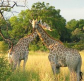 BELMOND EAGLE ISLAND CAMP