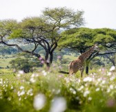 SANCTUARY SWALA CAMP