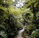 SANCTUARY GORILLA FOREST CAMP