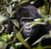 SANCTUARY GORILLA FOREST CAMP