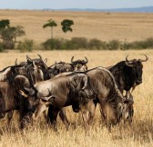 MAHALI MZURI SAFARI CAMP