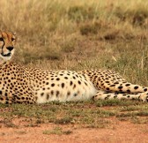 MAHALI MZURI SAFARI CAMP