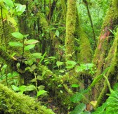 VILLA BLANCA CLOUD FOREST