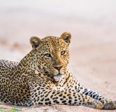 JETWING SAFARI CAMP