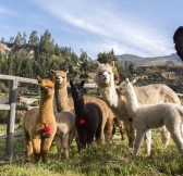 COLCA LODGE SPA & HOT SPRINGS