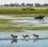Botswana-Okavango-Jao-Camp-Safari-9