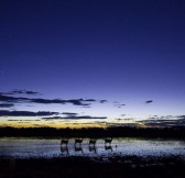 Botswana-Okavango-Jao-Camp-Safari-15