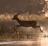 Botswana-Okavango-Jao-Camp-Safari-23