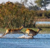 Botswana-Okavango-Jao-Camp-Safari-34