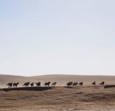 Mongolsko-Three-Camel-Lodge-17