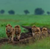 Tanzanie-Ngorongoro-Wilderness-Collection-Ngorongoro-15a