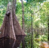Brazilie-Amazonie-Anavilhanas-Jungle-Lodge-13