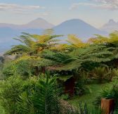 Rwanda-Wilderness-Sabyinyo-Silverback-Lodge-7